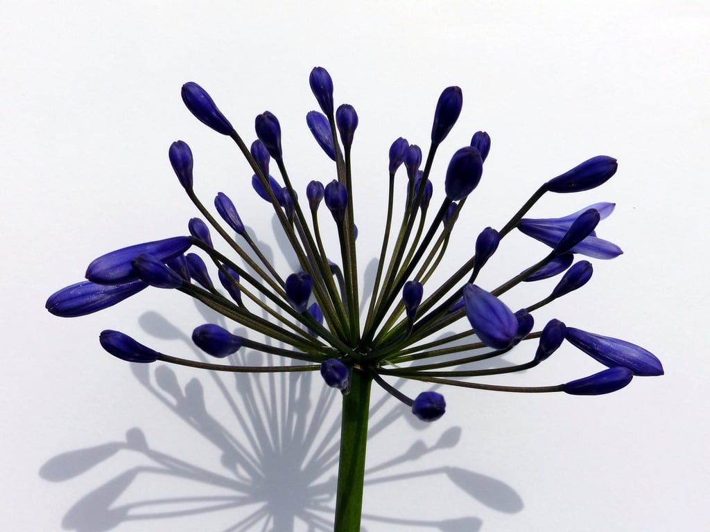 Agapanthus