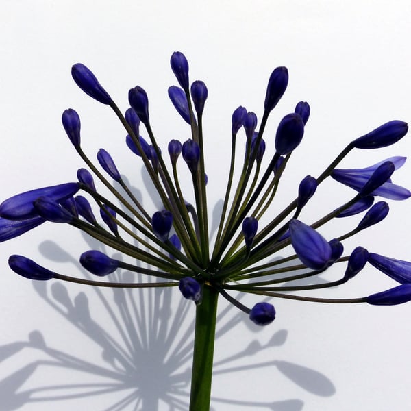 Agapanthus