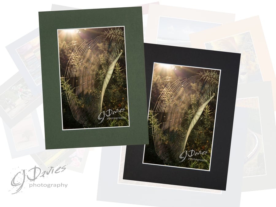 CJ177 - Catching the morning sun