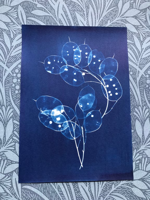 Honesty makes the best gift, Gift for gardner, Original cyanotype wall art.