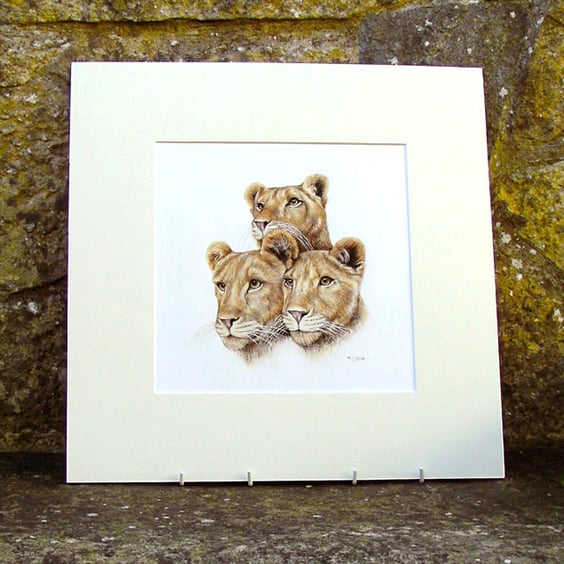 Lion Cubs Original Coloured Pencil Drawing