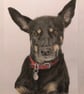 A4 Custom Pet Portrait made with Coloured Pencil - Image 4
