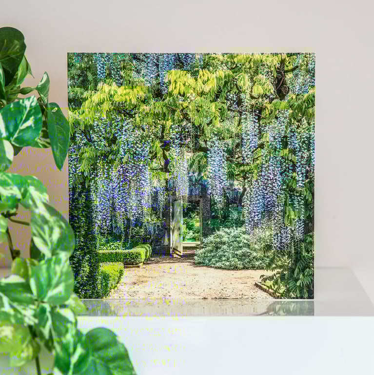 Wisteria Blank Greetings Card walled garden flowers climbing plant spring summer