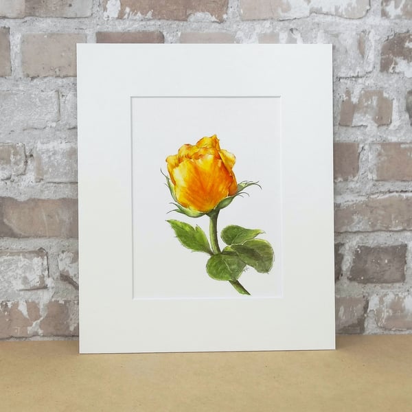 Rose Art Watercolour Painting Floral 'Apricot Rose'