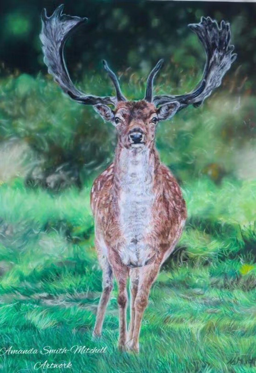 Fallow Deer, an original pastel Pencil artwork by Amanda Smith-Mitchell