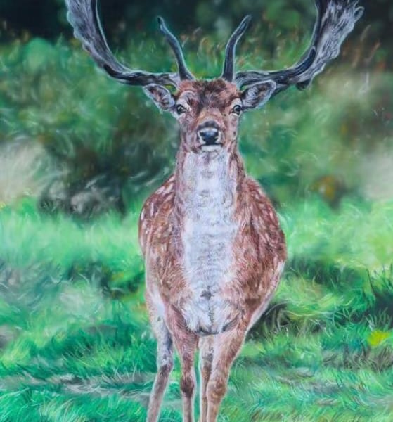 Fallow Deer, an original pastel Pencil artwork by Amanda Smith-Mitchell
