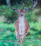 Fallow Deer, an original pastel Pencil artwork by Amanda Smith-Mitchell