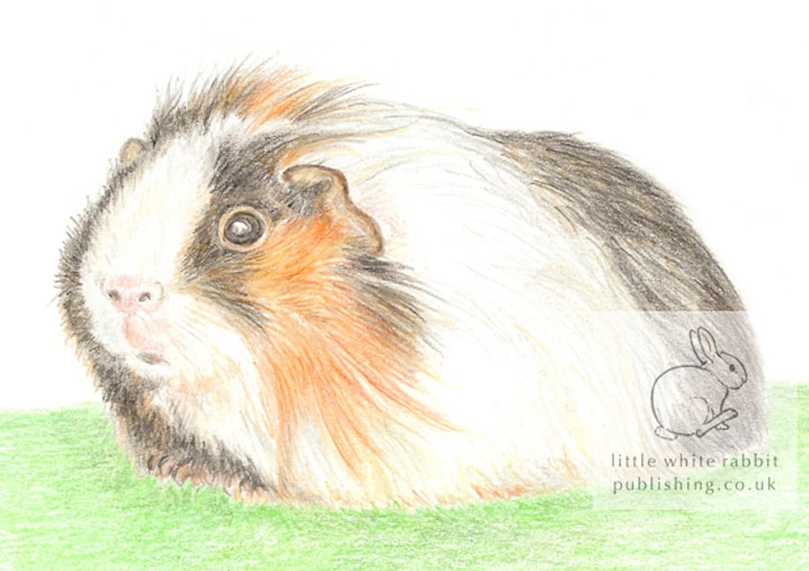 Gus the Guinea Pig - Blank Card