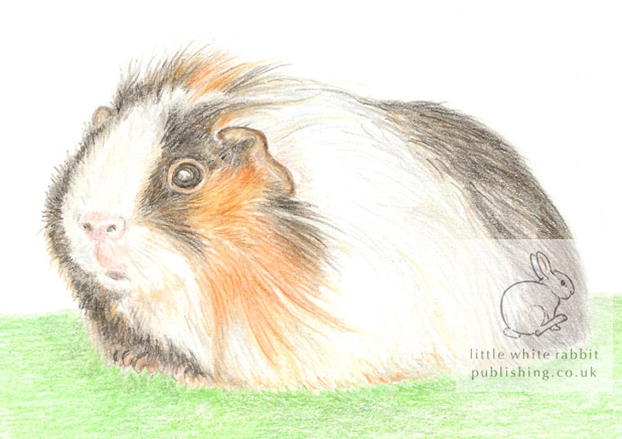 Gus the Guinea Pig - Blank Card