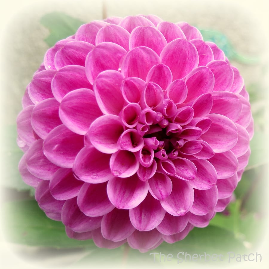 Dahlia.  A card featuring an original photograph.  Blank inside.  Notelet.