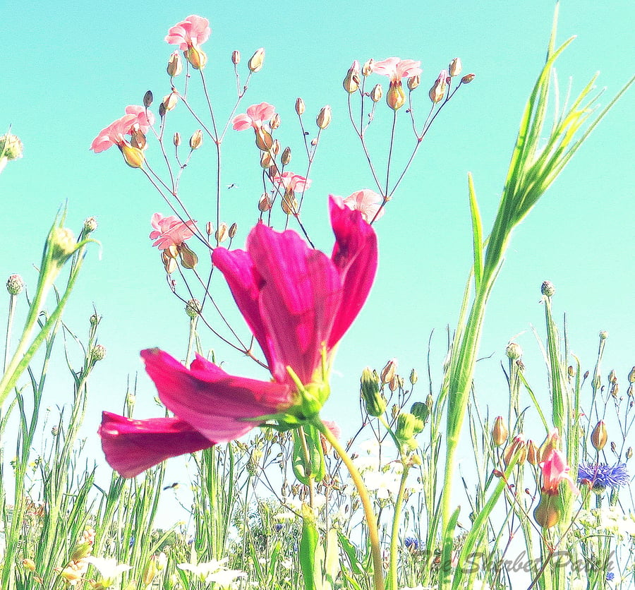 Floral breeze.  A card featuring an original photograph.  Blank inside.
