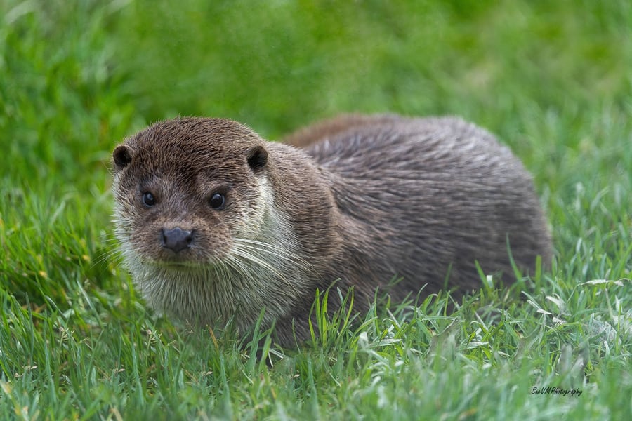 Original Hand-Signed Limited Edition Otter Photos