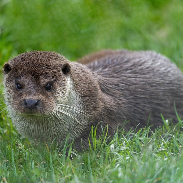 Original Hand-Signed Limited Edition Otter Photos