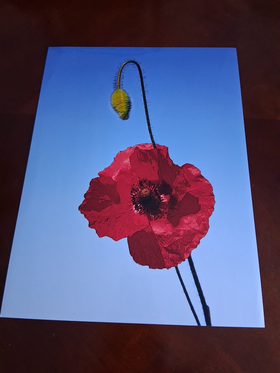 POPPY FIELD PHOTO 16 X 12