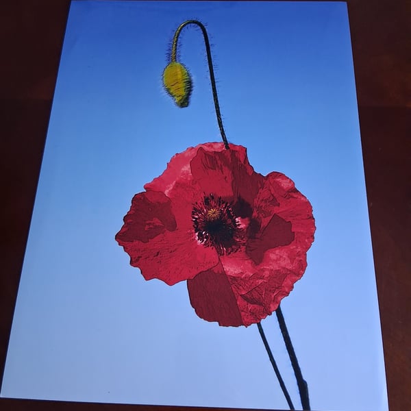 POPPY FIELD PHOTO 16 X 12