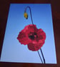 POPPY FIELD PHOTO 16 X 12