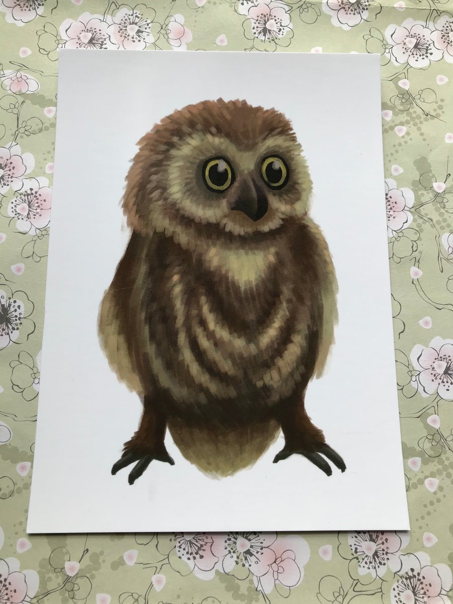 Owl Post Card