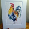 A4 or A3 signed Art Print, Cockerel