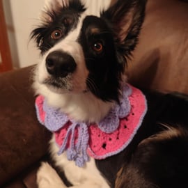 Crocheted dog collar (for show)