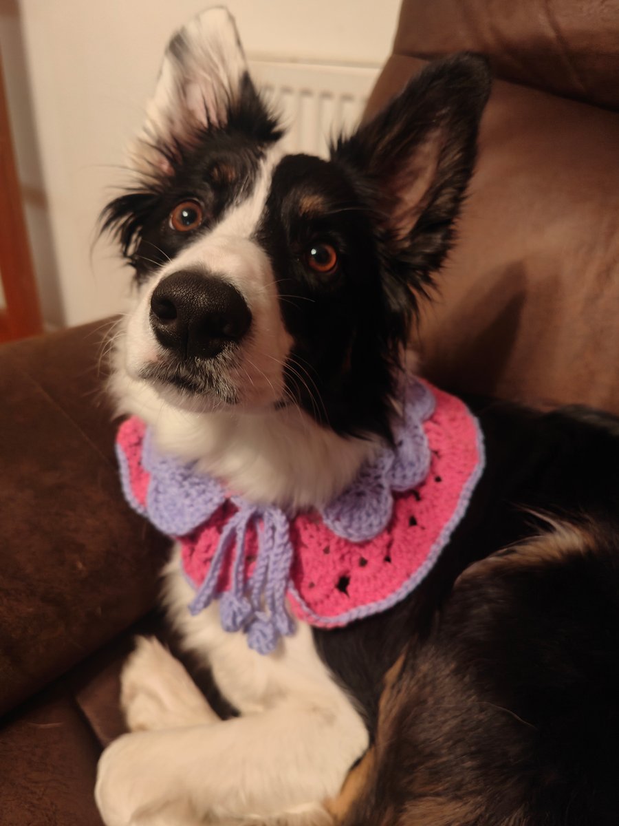 Crocheted dog collar (for show)