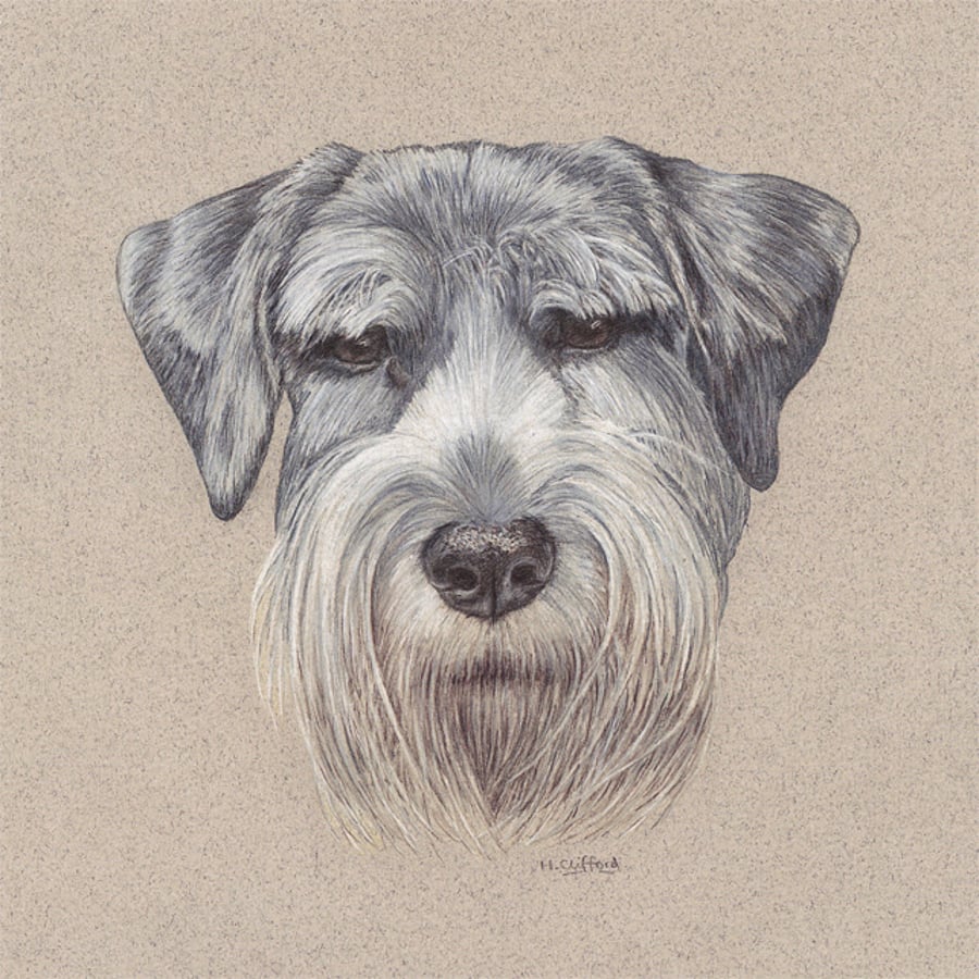 Schnauzer Dog Fine Art Print