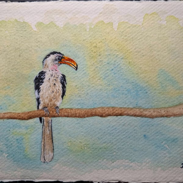 Van Der Decken's Hornbill Original Watercolour Painting