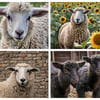 x4 Mixed Sheep Photo Cards A5 Size 