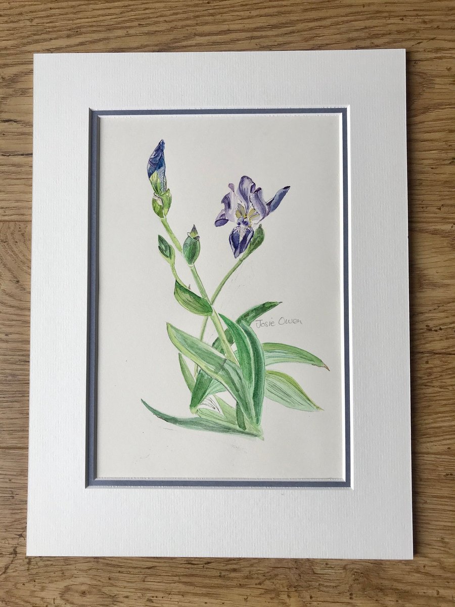 Iris Original Watercolour Painting with Mount