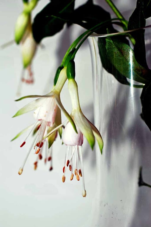 White Fuchsia Hawkshead Summer Flower Photograph Print