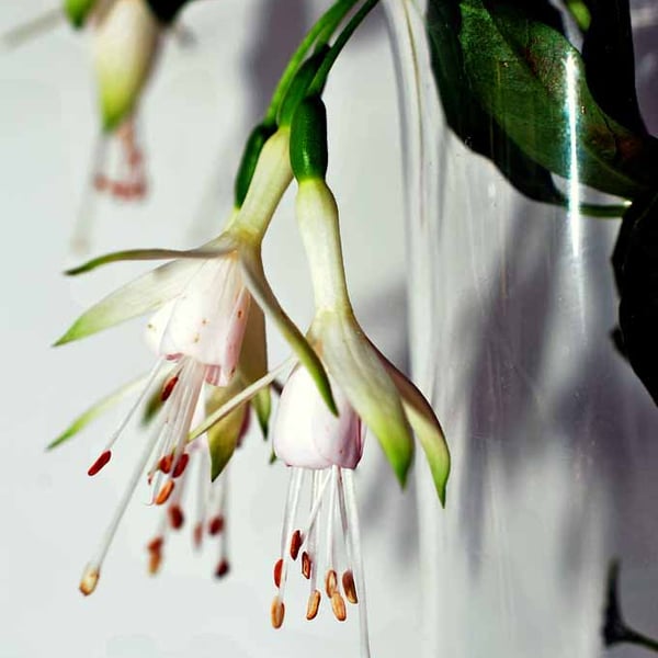 White Fuchsia Hawkshead Summer Flower Photograph Print