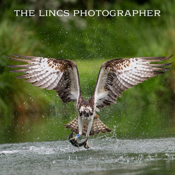 Osprey in flight print (Limited edition of 10)