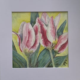 Spring Tulips