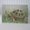SALE Tortoise Card