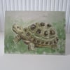 SALE Tortoise Card