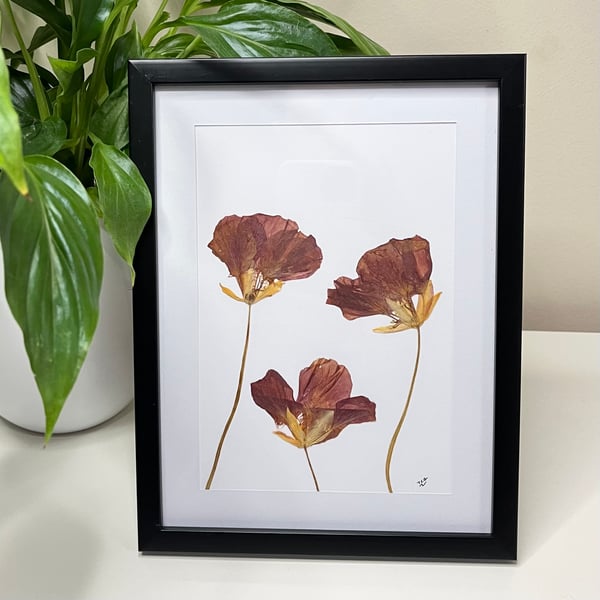 Perfectly Imperfect Real Pressed Nasturtium Framed Art