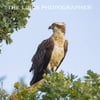 Osprey perched print (Limited edition of 10)