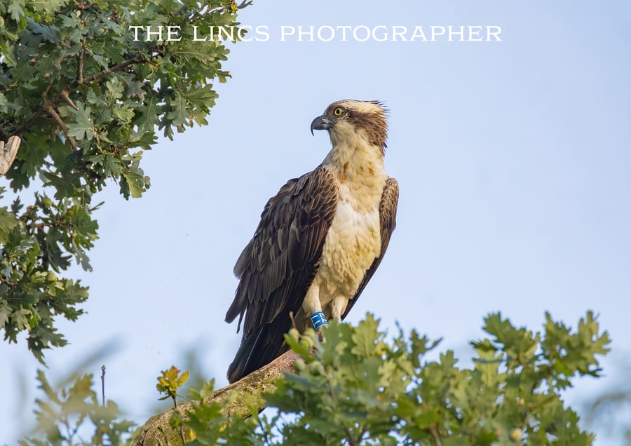 Osprey perched print (Limited edition of 10)