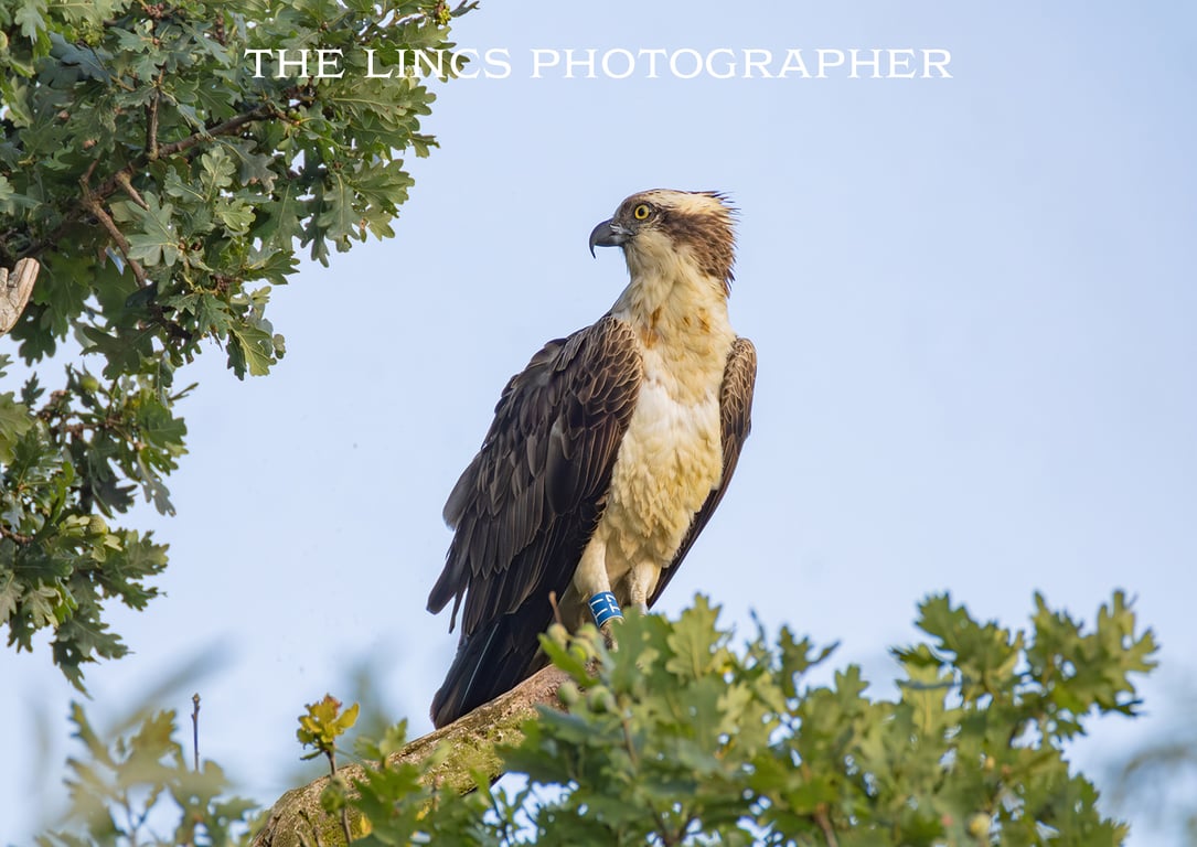 Osprey perched print (Limited edition of 10)