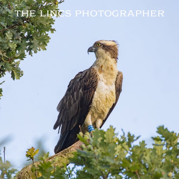 Osprey perched print (Limited edition of 10)