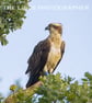 Osprey perched print (Limited edition of 10)