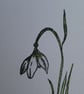Sympathy Card - Snowdrop - Image 6