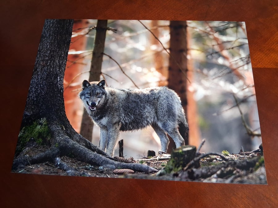 WOLF PHOTOGRAPH 16x12
