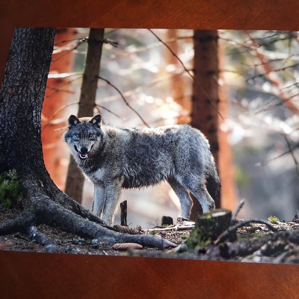 WOLF PHOTOGRAPH 16x12