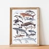 A4 whales, Sharks and Dolphins, Watercolour Print 