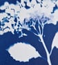 Cyanotype Botanical Print No. 23 - Image 3