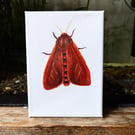 Ruby Tiger Moth Acrylic Painting 