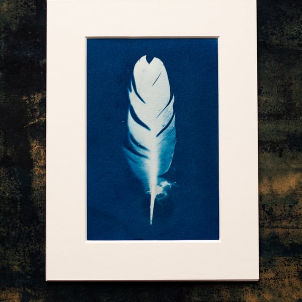 Feather Cyanotype Mounted Print