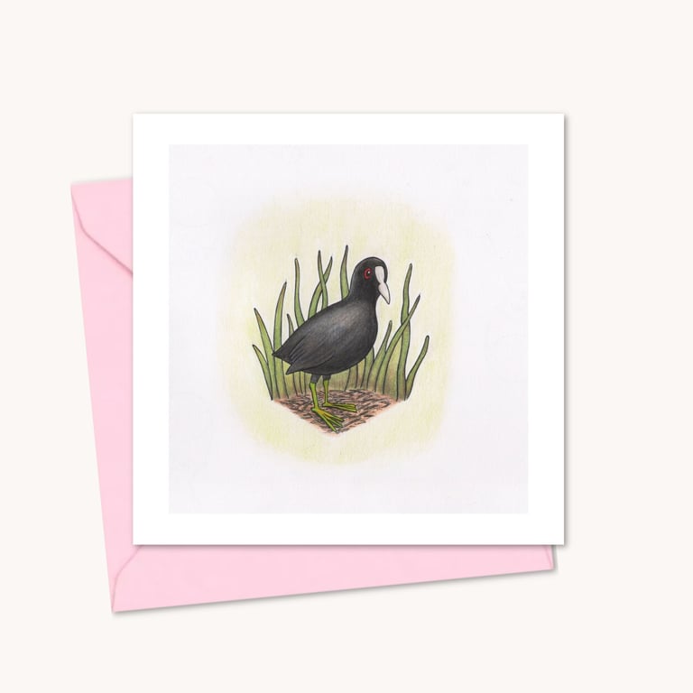 Coot Greeting Card: Hand Drawn Wildfowl Bird Illustration (220)