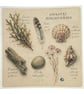 Coastal Discoveries Handmade Greeting Card – Beach Finds Card. Seaside Nature - Image 4