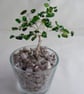  Chrome Diopside Gemstone Tree. - Image 4